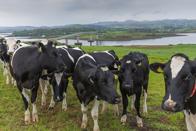 Harry Blaney Bridge with cattle thrown in